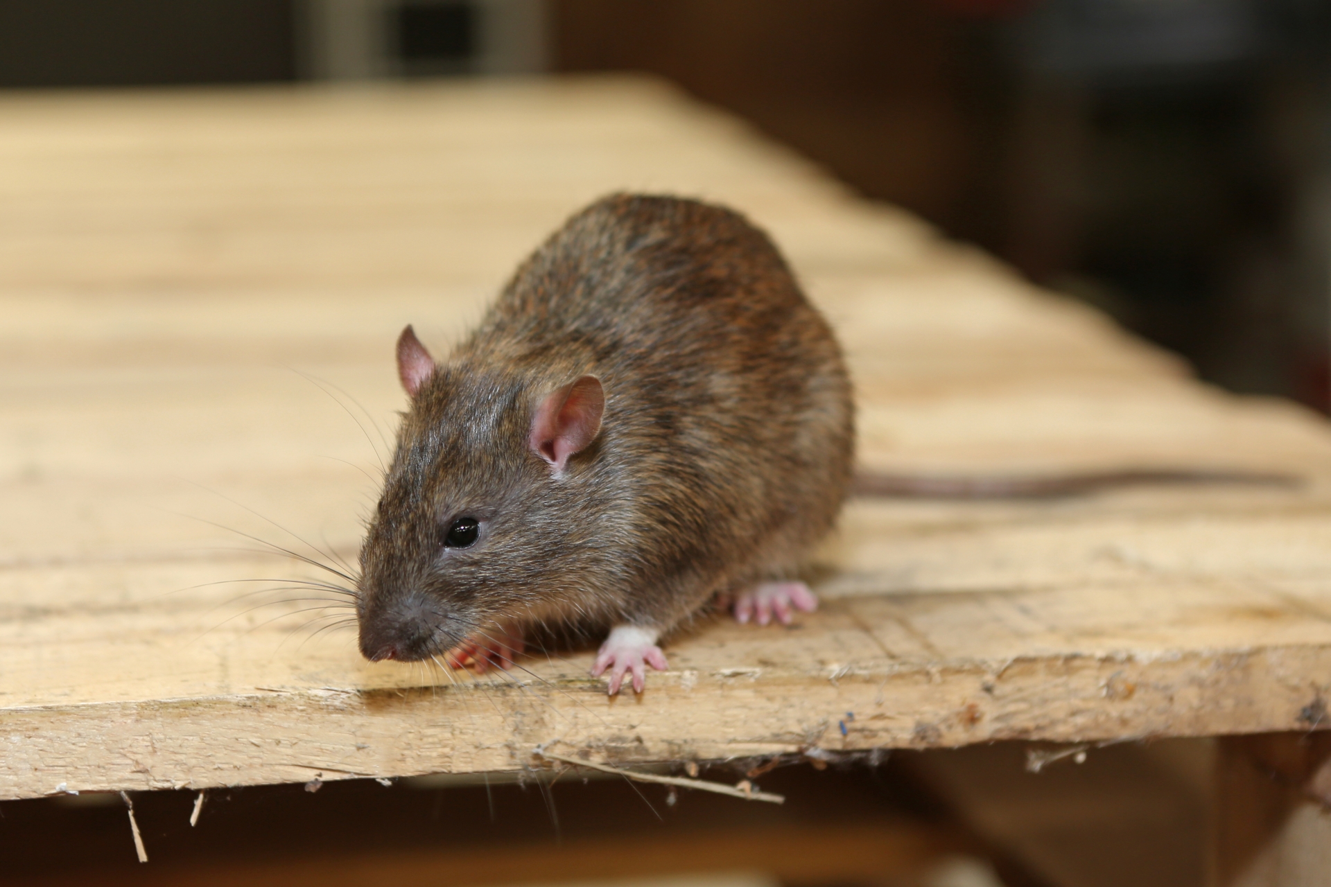 Rat Infestation, Pest Control in Alexandra Palace, Wood Green, N22. Call Now 020 8166 9746