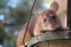 Rat extermination, Pest Control in Alexandra Palace, Wood Green, N22. Call Now 020 8166 9746