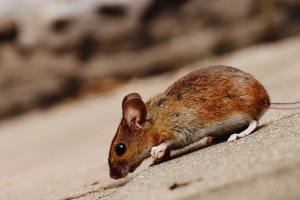 Mice Exterminator, Pest Control in Alexandra Palace, Wood Green, N22. Call Now 020 8166 9746