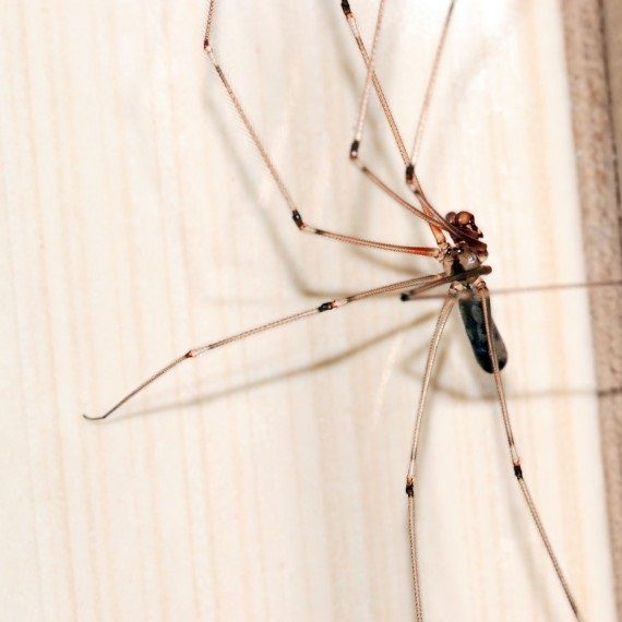Spiders, Pest Control in Alexandra Palace, Wood Green, N22. Call Now! 020 8166 9746